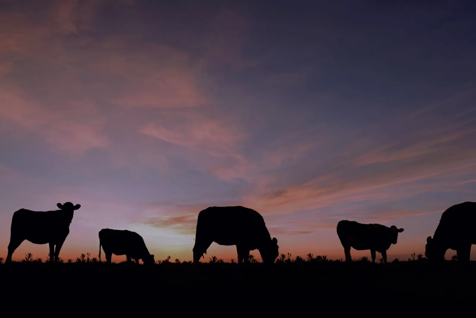 Cattle grazing at dusk on the estate