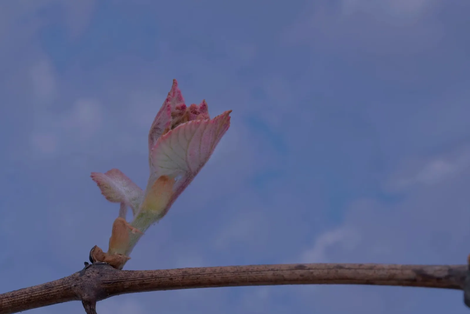 Bud break on estate vines in spring