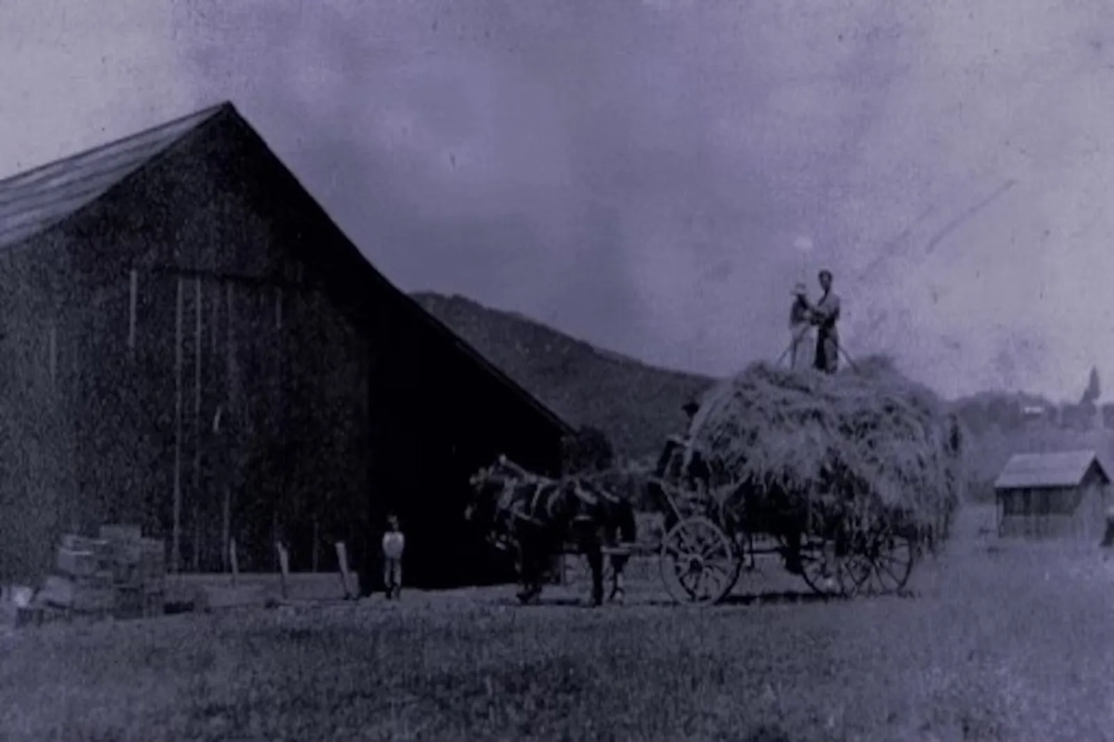 Historic photograph of the Duncan ranch vineyard